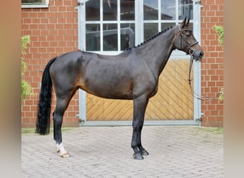 Oldenburger Springpferd, Stute, 7 Jahre, 169 cm, Dunkelbrauner