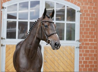 Oldenburger Springpferd, Stute, 7 Jahre, 169 cm, Dunkelbrauner