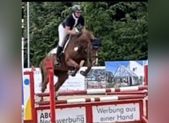 Oldenburger Springpferd, Stute, 7 Jahre, 169 cm, Fuchs
