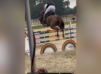 Oldenburger Springpferd, Stute, 7 Jahre, 169 cm, Fuchs