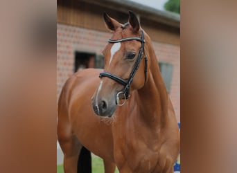 Oldenburger Springpferd, Stute, 7 Jahre, 170 cm, Brauner