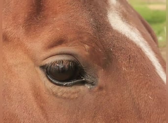 Oldenburger Springpferd, Stute, 7 Jahre, 170 cm, Brauner
