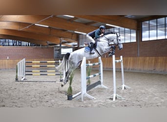Oldenburger Springpferd, Stute, 7 Jahre, 170 cm, Schimmel