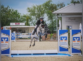 Oldenburger Springpferd, Stute, 7 Jahre, 170 cm, Schimmel