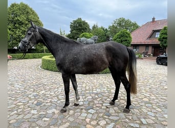 Oldenburger Springpferd, Stute, 7 Jahre, 170 cm, Schimmel