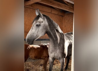 Oldenburger Springpferd, Stute, 7 Jahre, 170 cm, Schimmel