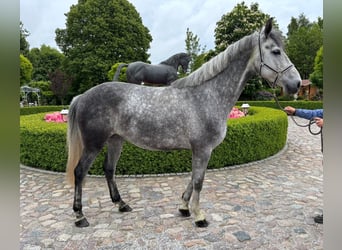 Oldenburger Springpferd, Stute, 7 Jahre, 170 cm, Schimmel