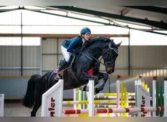 Oldenburger Springpferd, Stute, 7 Jahre, 170 cm, Schwarzbrauner