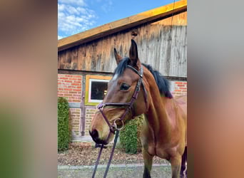 Oldenburger Springpferd, Stute, 7 Jahre, 172 cm, Brauner