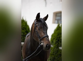 Oldenburger Springpferd, Stute, 7 Jahre, 172 cm, Dunkelbrauner