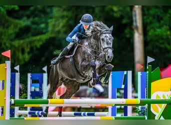 Oldenburger Springpferd, Stute, 7 Jahre, 172 cm, Schimmel