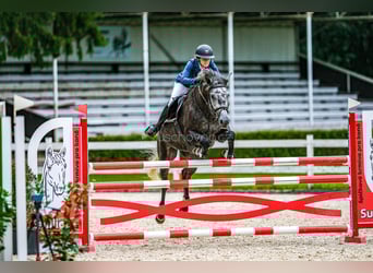 Oldenburger Springpferd, Stute, 7 Jahre, 172 cm, Schimmel