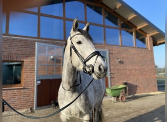 Oldenburger Springpferd, Stute, 7 Jahre, 172 cm, Schimmel