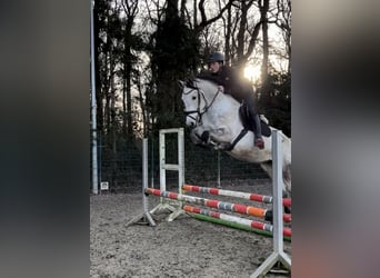 Oldenburger Springpferd, Stute, 7 Jahre, 172 cm, Schimmel
