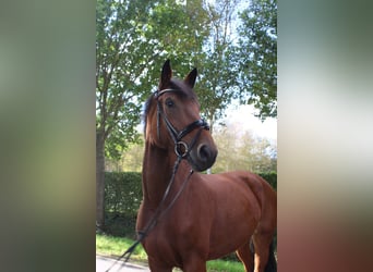 Oldenburger Springpferd, Stute, 7 Jahre, 173 cm, Brauner