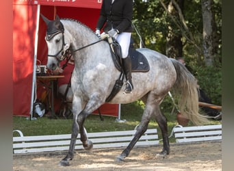 Oldenburger Springpferd, Stute, 7 Jahre, 174 cm, Schimmel