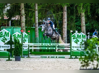 Oldenburger Springpferd, Stute, 7 Jahre, 175 cm, Schimmel