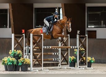 Oldenburger Springpferd, Stute, 7 Jahre, 178 cm, Fuchs