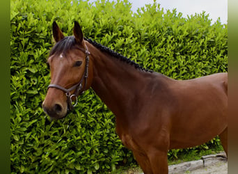Oldenburger Springpferd, Stute, 7 Jahre, Brauner