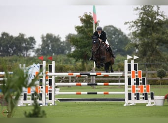 Oldenburger Springpferd, Stute, 7 Jahre, Dunkelbrauner