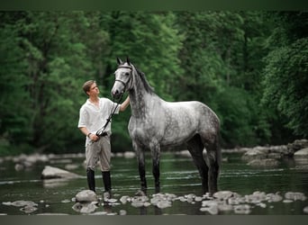 Oldenburger Springpferd, Stute, 7 Jahre, Schimmel