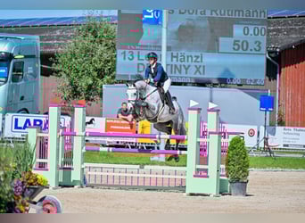 Oldenburger Springpferd, Stute, 7 Jahre, Schimmel