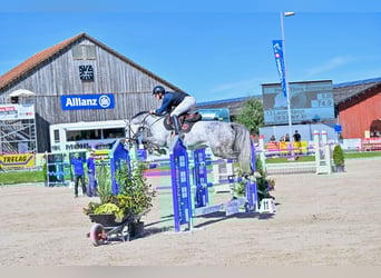 Oldenburger Springpferd, Stute, 7 Jahre, Schimmel