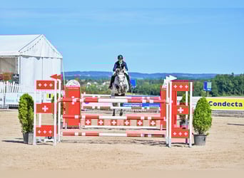 Oldenburger Springpferd, Stute, 7 Jahre, Schimmel