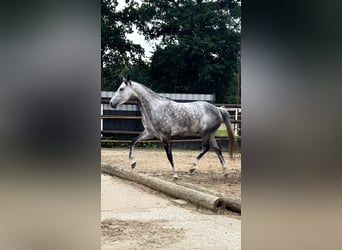 Oldenburger Springpferd, Stute, 8 Jahre, 160 cm, Apfelschimmel