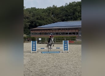Oldenburger Springpferd, Stute, 8 Jahre, 160 cm, Apfelschimmel