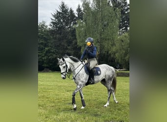 Oldenburger Springpferd, Stute, 8 Jahre, 160 cm, Apfelschimmel