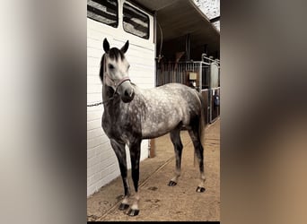 Oldenburger Springpferd, Stute, 8 Jahre, 160 cm, Apfelschimmel