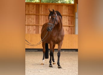 Oldenburger Springpferd, Stute, 8 Jahre, 162 cm, Brauner