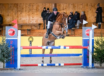 Oldenburger Springpferd, Stute, 8 Jahre, 163 cm, Fuchs