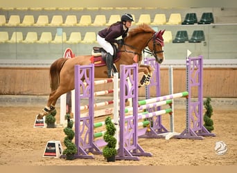 Oldenburger Springpferd, Stute, 8 Jahre, 163 cm, Fuchs