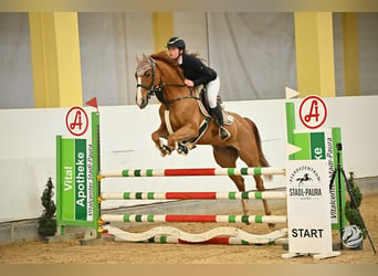 Oldenburger Springpferd, Stute, 8 Jahre, 163 cm, Fuchs