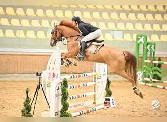 Oldenburger Springpferd, Stute, 8 Jahre, 163 cm, Fuchs