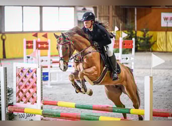 Oldenburger Springpferd, Stute, 8 Jahre, 163 cm, Fuchs