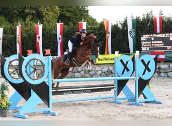 Oldenburger Springpferd, Stute, 8 Jahre, 163 cm, Fuchs