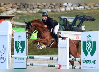 Oldenburger Springpferd, Stute, 8 Jahre, 163 cm, Fuchs