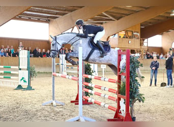 Oldenburger Springpferd, Stute, 8 Jahre, 164 cm, Schimmel