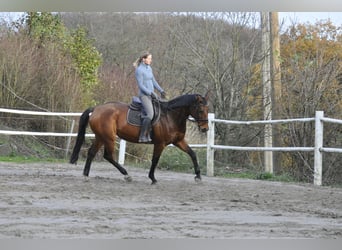 Oldenburger Springpferd, Stute, 8 Jahre, 165 cm, Brauner