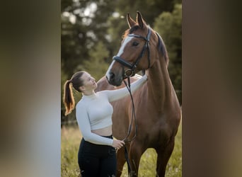 Oldenburger Springpferd, Stute, 8 Jahre, 165 cm, Brauner