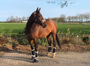 Oldenburger Springpferd, Stute, 8 Jahre, 165 cm, Brauner