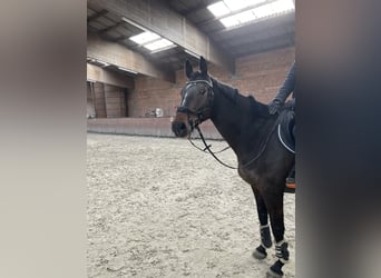 Oldenburger Springpferd, Stute, 8 Jahre, 165 cm, Brauner