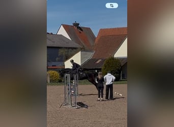 Oldenburger Springpferd, Stute, 8 Jahre, 165 cm, Dunkelbrauner