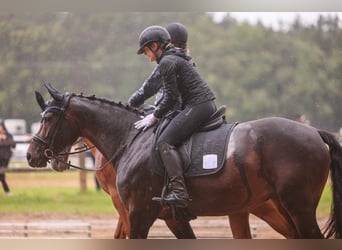 Oldenburger Springpferd, Stute, 8 Jahre, 165 cm, Dunkelbrauner