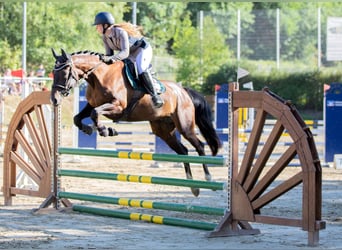 Oldenburger Springpferd, Stute, 8 Jahre, 165 cm, Dunkelbrauner