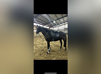 Oldenburger Springpferd, Stute, 8 Jahre, 165 cm, Rappe