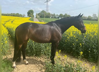 Oldenburger Springpferd, Stute, 8 Jahre, 168 cm, Dunkelbrauner